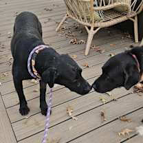 Thumbnail photo of Sulley #3