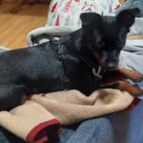 Thumbnail photo of Maple #2