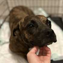 Thumbnail photo of Sissy - The Three Legged Sweetheart #2