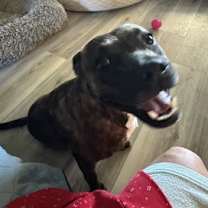 Thumbnail photo of Sissy - The Three Legged Sweetheart #4