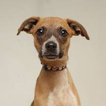 Thumbnail photo of Bean D67096 #1