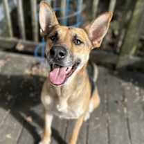 Thumbnail photo of SAMMIE #1