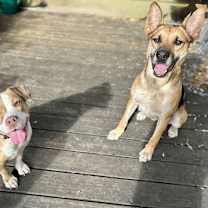 Thumbnail photo of SAMMIE #2