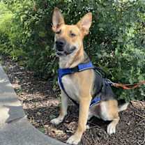 Thumbnail photo of SAMMIE #3