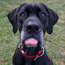 Thumbnail photo of Willa #2