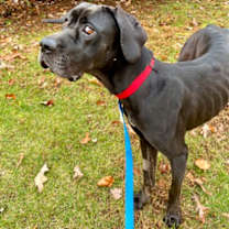 Thumbnail photo of Willa #3