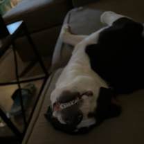 Thumbnail photo of Oreo #1