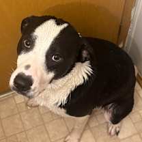 Thumbnail photo of Oreo #4