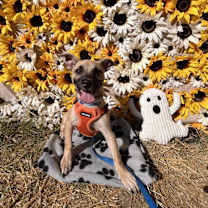 Thumbnail photo of Whiskey #1