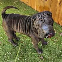 Thumbnail photo of Sharpie JuM #3