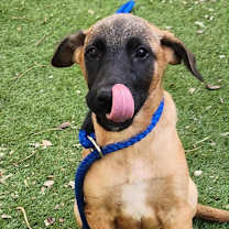 Thumbnail photo of Esprit CI #3