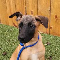 Thumbnail photo of Esprit CI #4