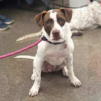 Thumbnail photo of Bella #1