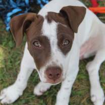 Thumbnail photo of Bella #2