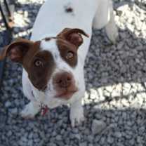 Thumbnail photo of Bella #3