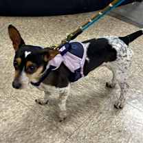 Thumbnail photo of Takoda *Adoption Pending* #1