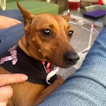 Thumbnail photo of Siouxsie #1