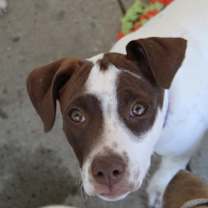 Thumbnail photo of Bella #4