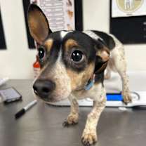 Thumbnail photo of Takoda *Adoption Pending* #3