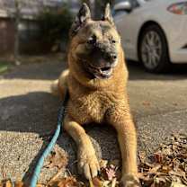 Thumbnail photo of Calypso #1