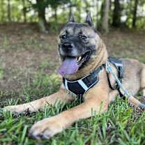 Thumbnail photo of Calypso #2