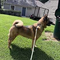 Thumbnail photo of Calypso #3