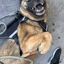 Thumbnail photo of Calypso #4