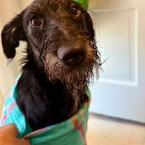 Thumbnail photo of Wilfred/Wilfy #2