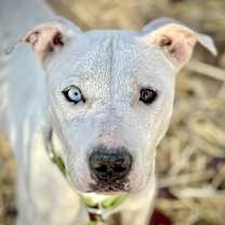 Thumbnail photo of Callista #1