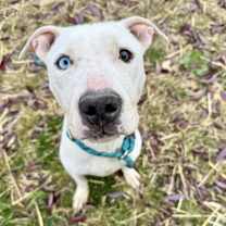 Thumbnail photo of Callista #3