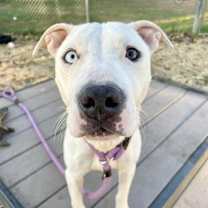 Thumbnail photo of Callista #4