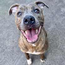 Thumbnail photo of Jazzie #3