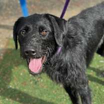 Thumbnail photo of Kyro #3