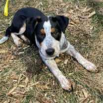 Thumbnail photo of Riff #2