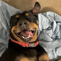 Thumbnail photo of Hank 108D25 #1