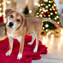 Thumbnail photo of Bambi #2