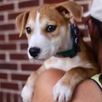 Thumbnail photo of Porsche #3