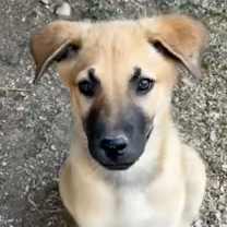 Thumbnail photo of Malibu CI #3