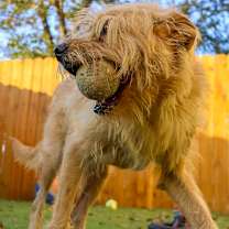 Thumbnail photo of Gilbert AKA Coco JuM #3