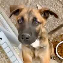 Thumbnail photo of Jack CI #2