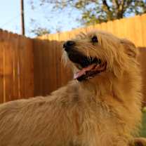 Thumbnail photo of Gilbert AKA Coco JuM #4