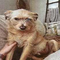 Thumbnail photo of Gilbert AKA Coco JuM #2