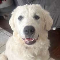 Thumbnail photo of Nova #1