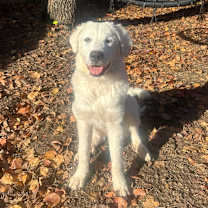 Thumbnail photo of Nova #2