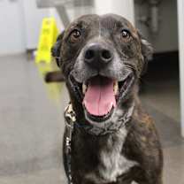 Thumbnail photo of Chief #1