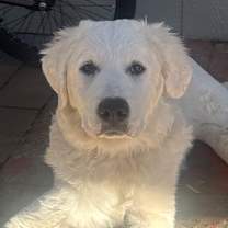 Thumbnail photo of Nova #3