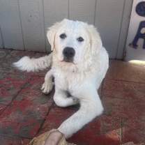 Thumbnail photo of Nova #4