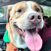 Thumbnail photo of Meatloaf #1