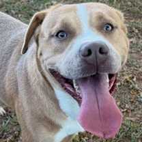 Thumbnail photo of Meatloaf #3