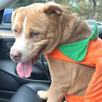 Thumbnail photo of Meatloaf #4